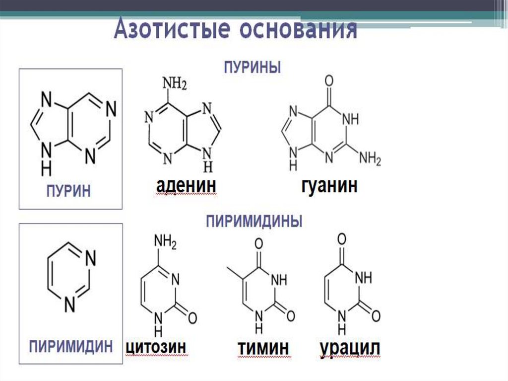 Гуанин входит в состав днк