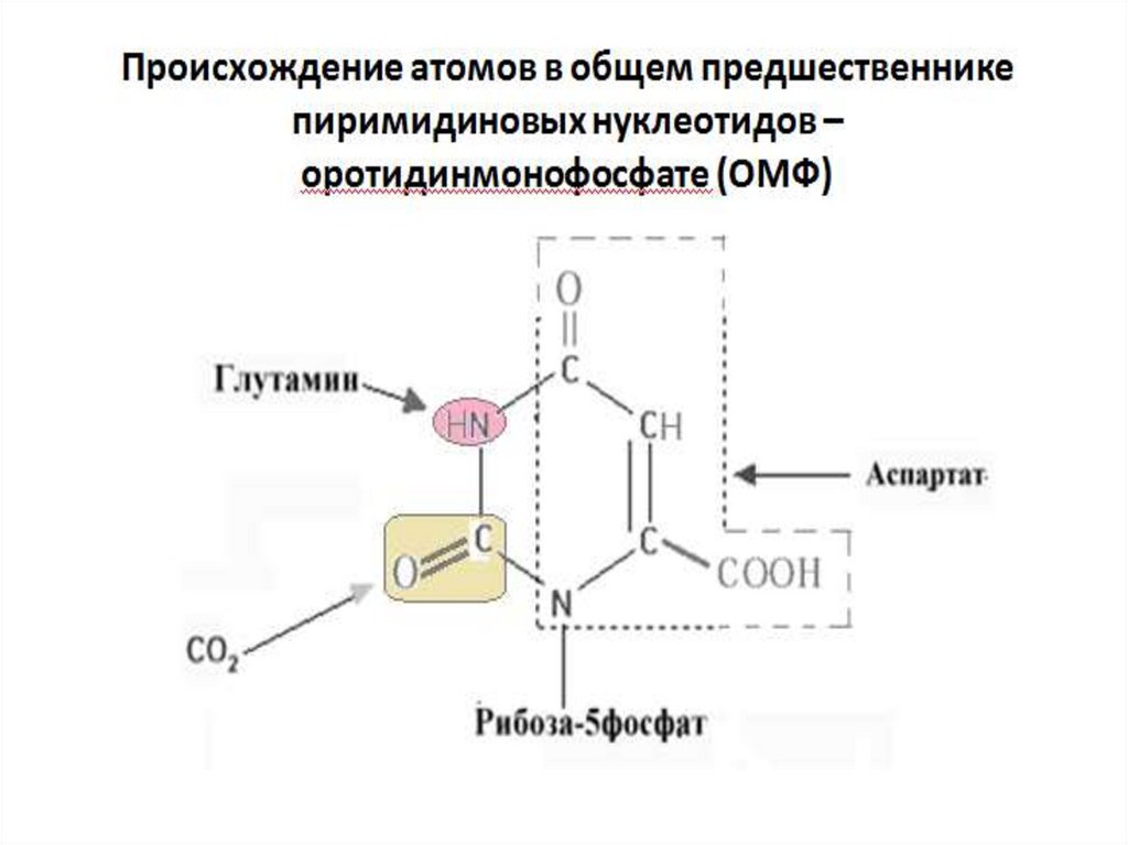 На рисунке изображена схема молекулы