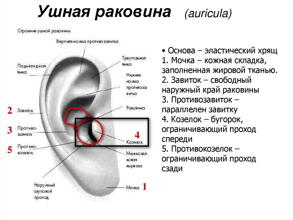 Почему назвали уха. Болит хрящ уха раковина снаружи. Болит ухо наружная раковина причина. Козелок ушной раковины анатомия. Ухо строение анатомия мочка.