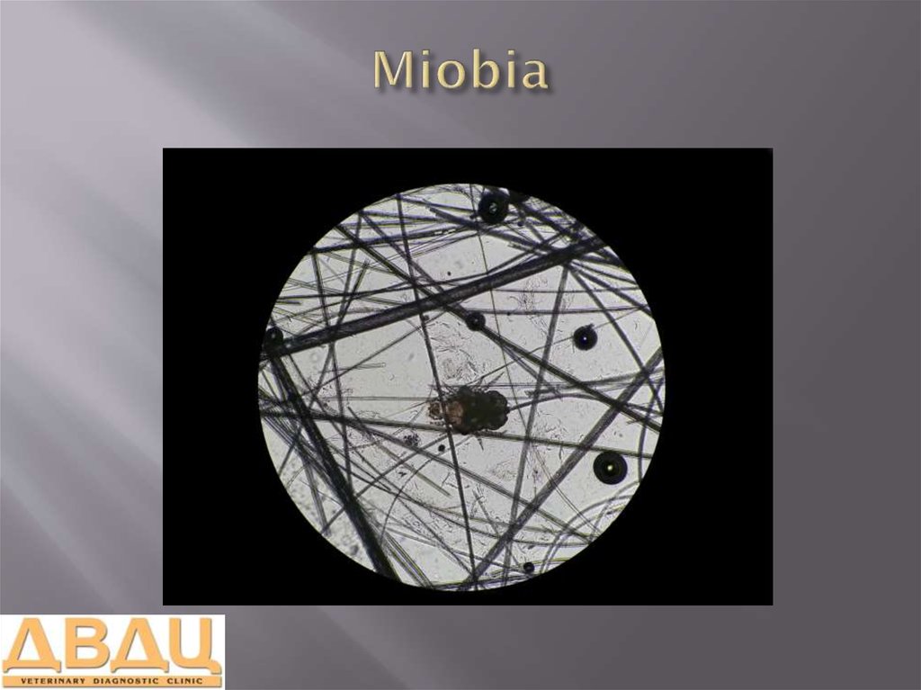 Miobia