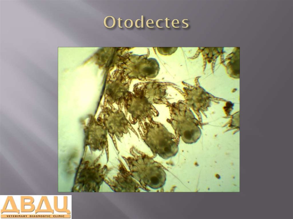Otodectes