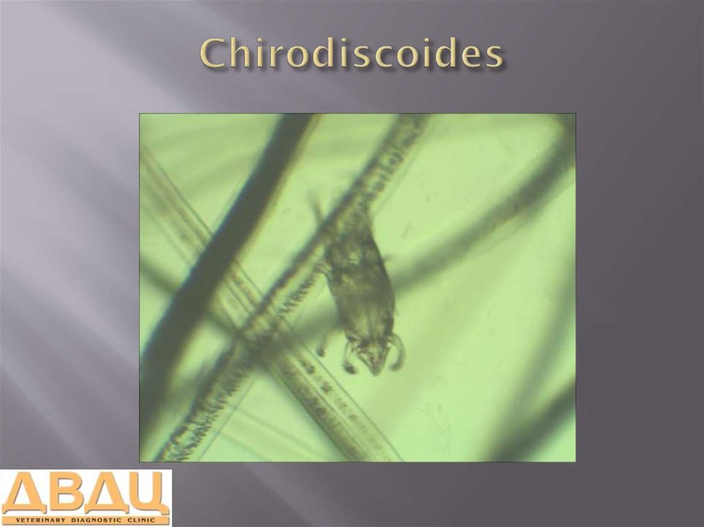 Chirodiscoides