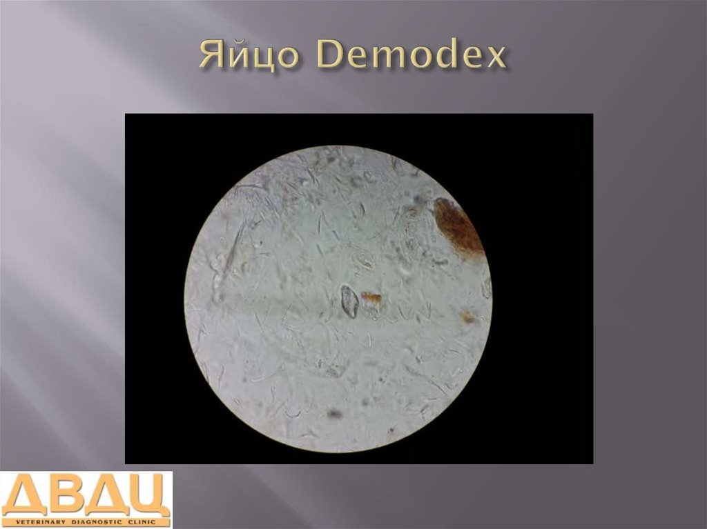 Яйцо Demodex