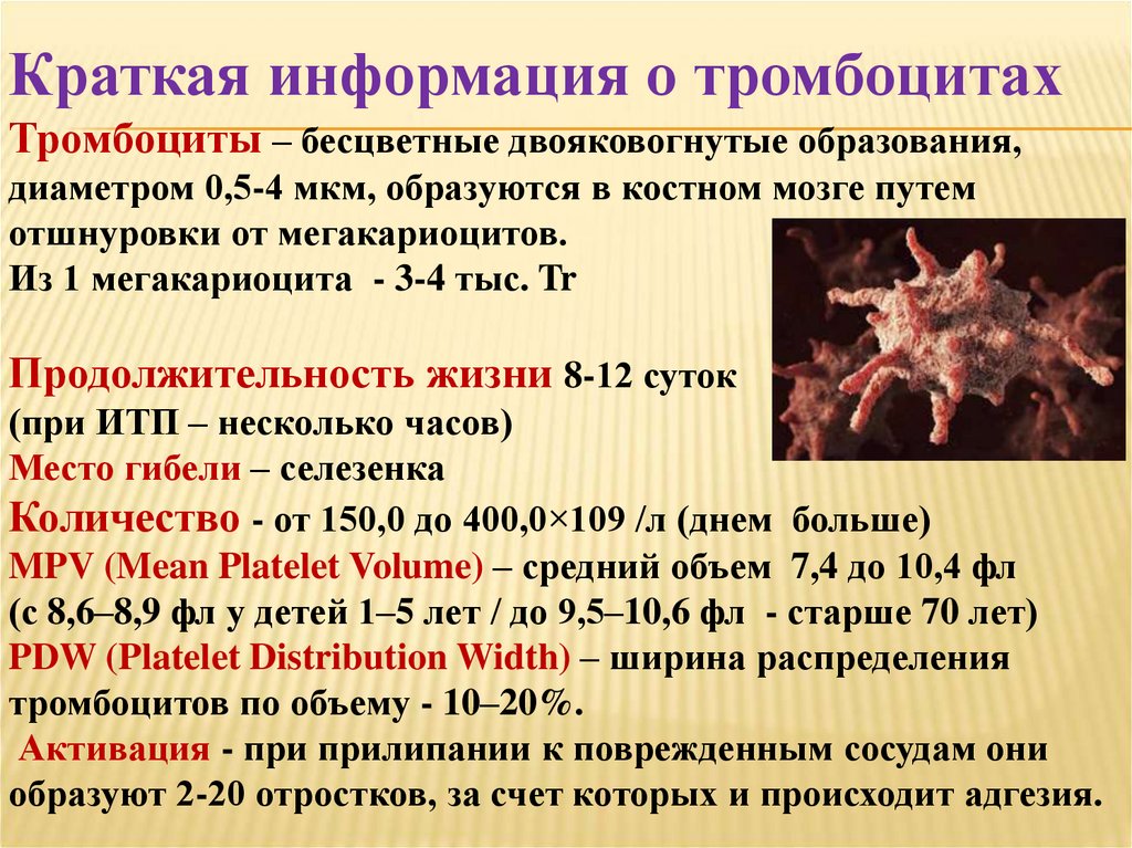 Тромбоцитопатия мкб. Тромбоцитопатии клинические рекомендации. Тромбоцитопатия у новорожденных. Сыпь при тромбоцитопатии.