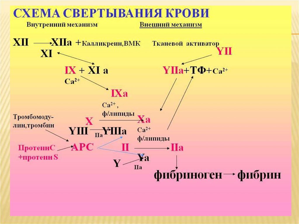 Основные этапы процесса свертывания крови схема