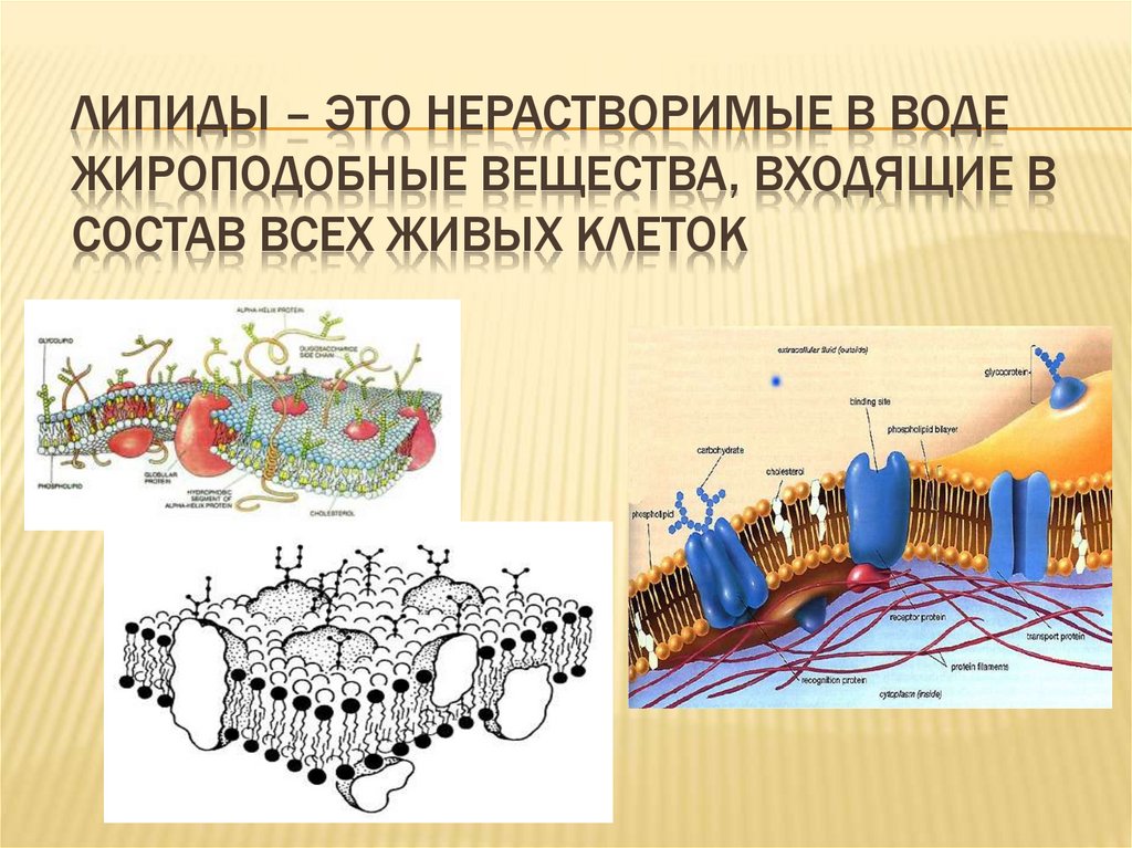 Вещества липидов. Липиды жироподобные вещества. Липиды это. Химический состав Лириды. Липиды и жироподобные соединения.