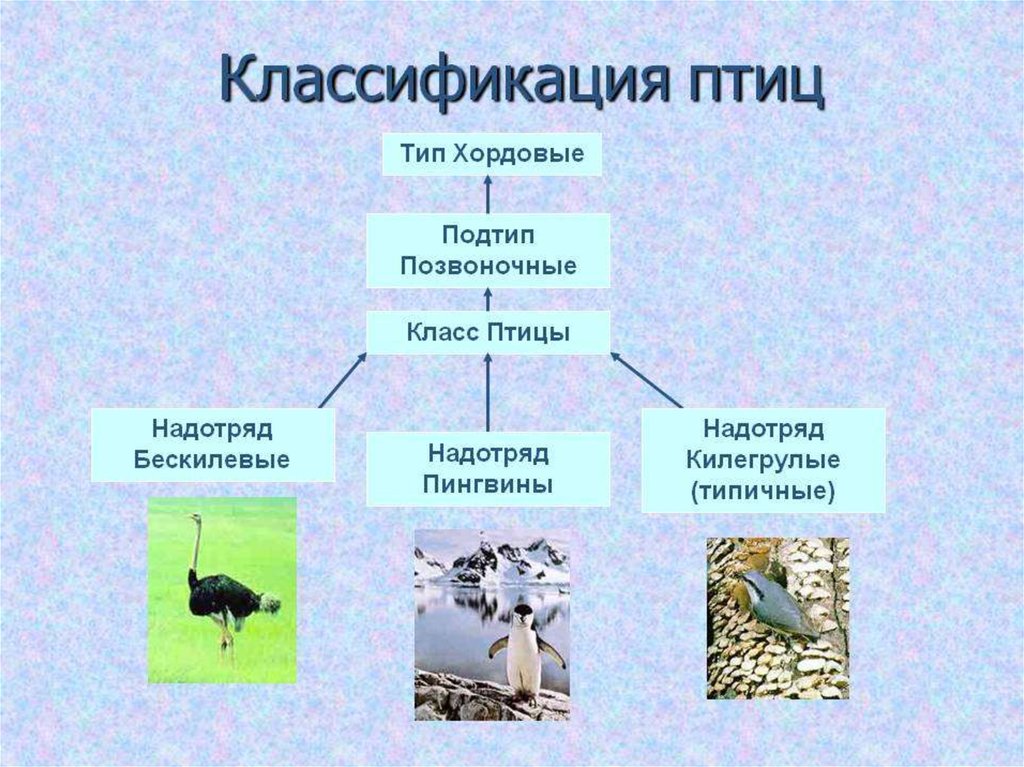 Охарактеризуйте отличительные черты 2 систематических групп класса птицы используя рисунки параграфа