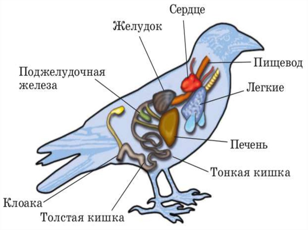 Используя рисунок 61 составьте план сообщения о внутреннем строении птиц