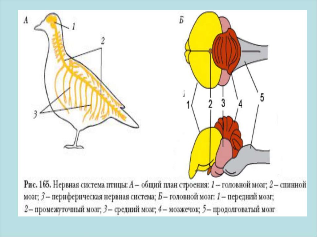 Класс птицы мозг. Нервная система птиц схема. Строение нервной системы птиц. Нервная система птиц 7 класс биология. Нервная система система птиц.