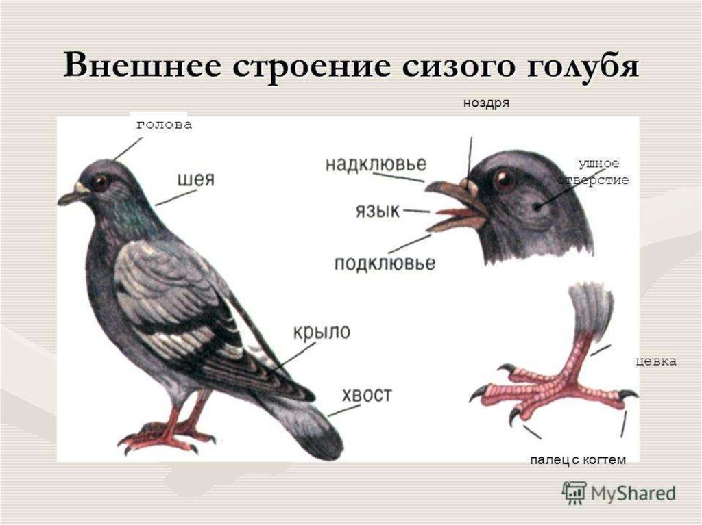 Птицы схема 1 класс