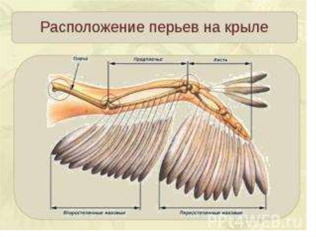 В скелете кисти птиц сохранились. Строение крыла птицы. Крыло птицы строение. Строение крыла перья. Расположение перьев на крыле.