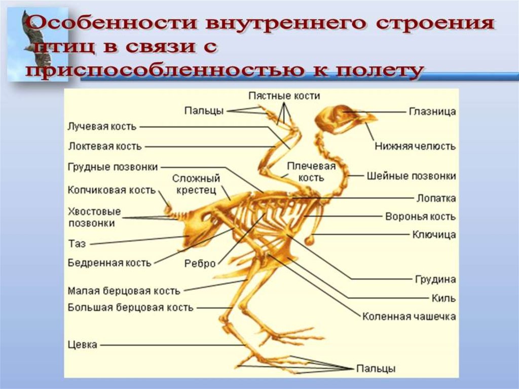 Схема класс птицы 7 класс