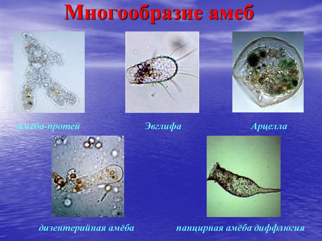 Простейшие организмы в воде. Разнообразие амеб. Панцирная амеба диффлюгия. Многообразие амебы обыкновенной. Какие виды амеб бывают.