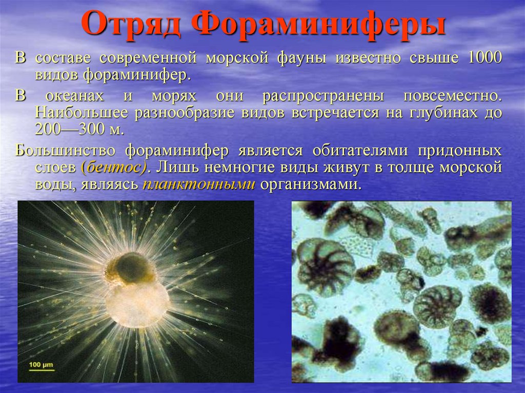 7 групп простейших. Морские корненожки фораминиферы. Известковые раковины фораминифер. Псевдоподии фораминифер. Фораминиферы Тип питания.