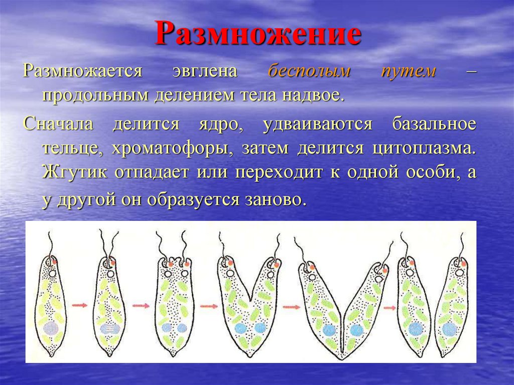 Простейшие делятся на. Продольное деление эвглены зеленой. Размножение эвглены зеленой. Размножение почкованием у эвгленовых. Размножение эвглены.