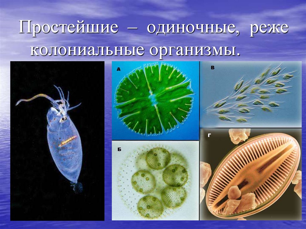 Простейшие организмы в воде. Свободноживущие одноклеточные организмы. Одноклеточные животные представители. Колониальные одноклеточные животные. Одноклеточное животное.