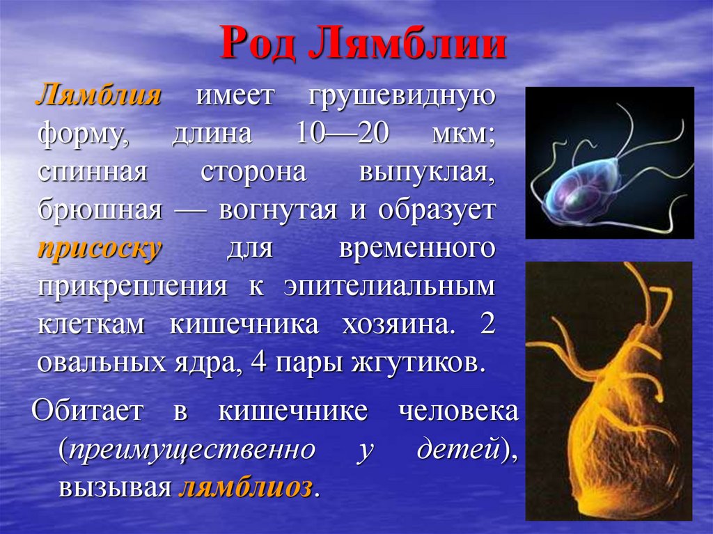 Лямблии. Род лямблии. Lyamblya. Лямблия информация.