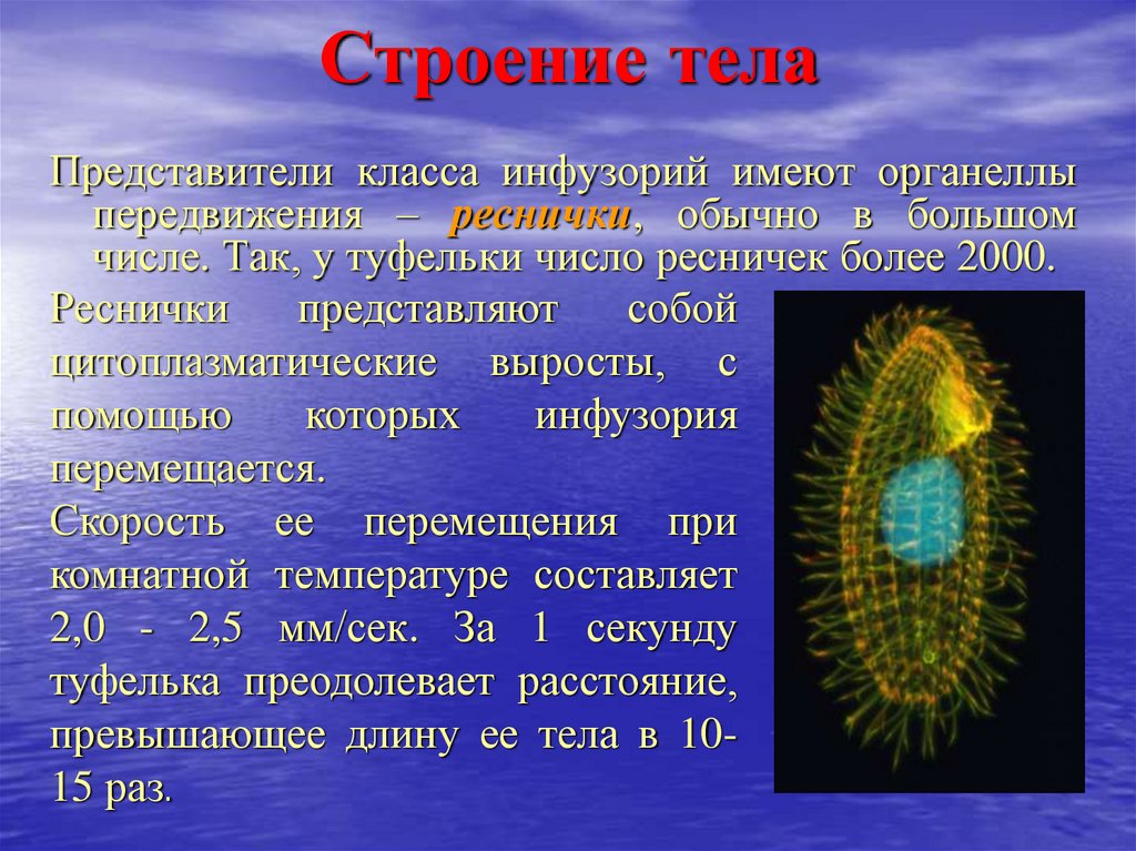 Признаки подцарства простейшие. Органеллы передвижения инфузорий. Общая характеристика инфузорий. Цитоплазматические выросты. Подцарство простейшие инфузория.