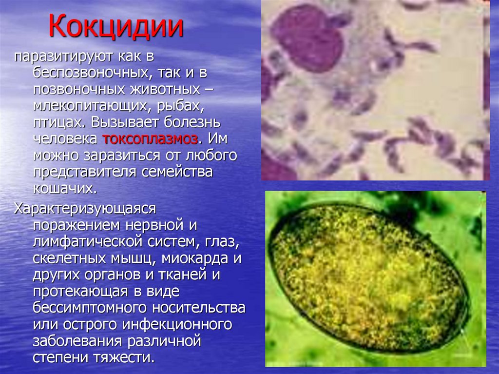 Инфекции вызванные простейшими. Кокцидия кролика строение. Кокцидии царство. Заболевания вызванные одноклеточными животными. Заболевания вызываемые простейшими.