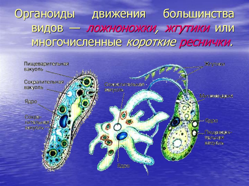 Рисунок одноклеточного животного