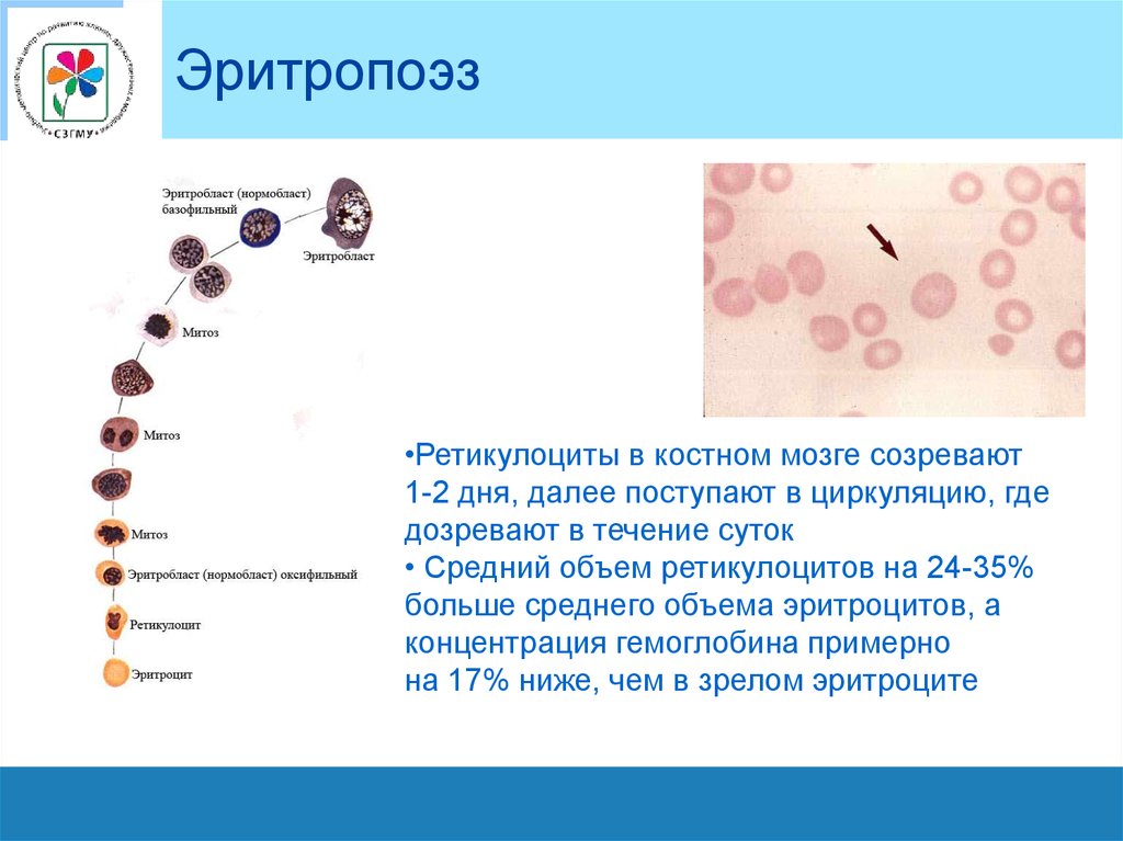 Повышение ретикулоцитов в крови. Нормобласт базофильный и оксифильный. Ретикулоциты клетки. Полихроматофильный нормобласт. Нормобласты и ретикулоциты.