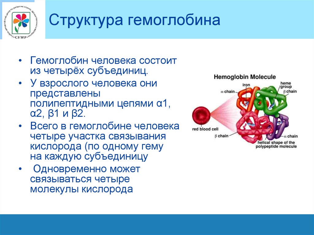 Ионы железа входят в состав гемоглобина крови