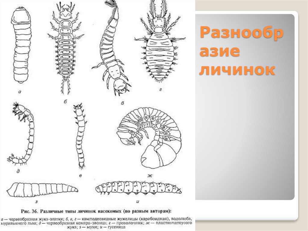 Личинка клопа рисунок