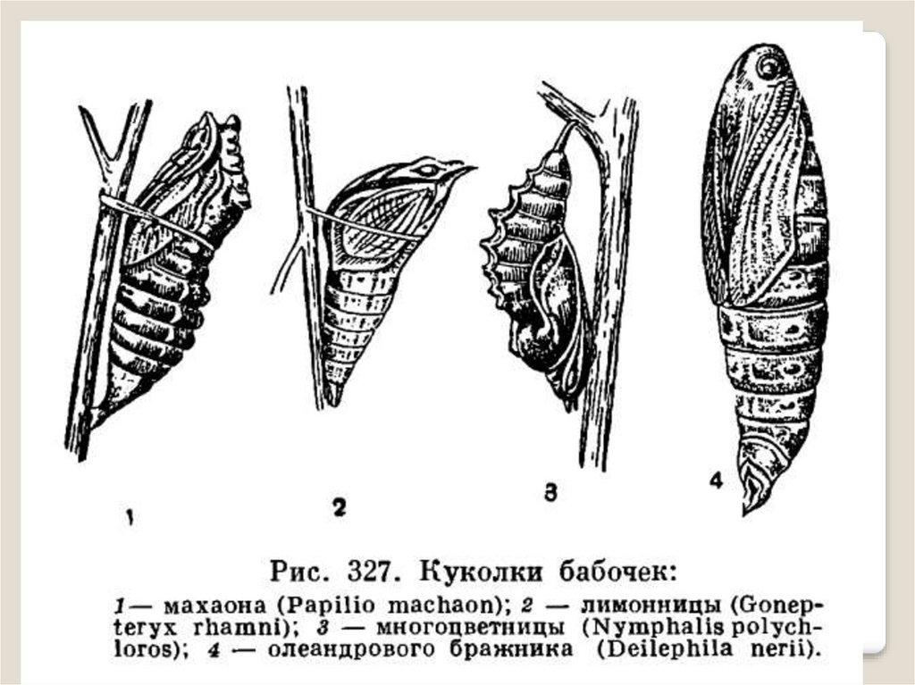 Отряд куколка. Типы личинок и куколок насекомых. Конечности чешуекрылых. Строение куколки бабочки. Строение куколки насекомых.