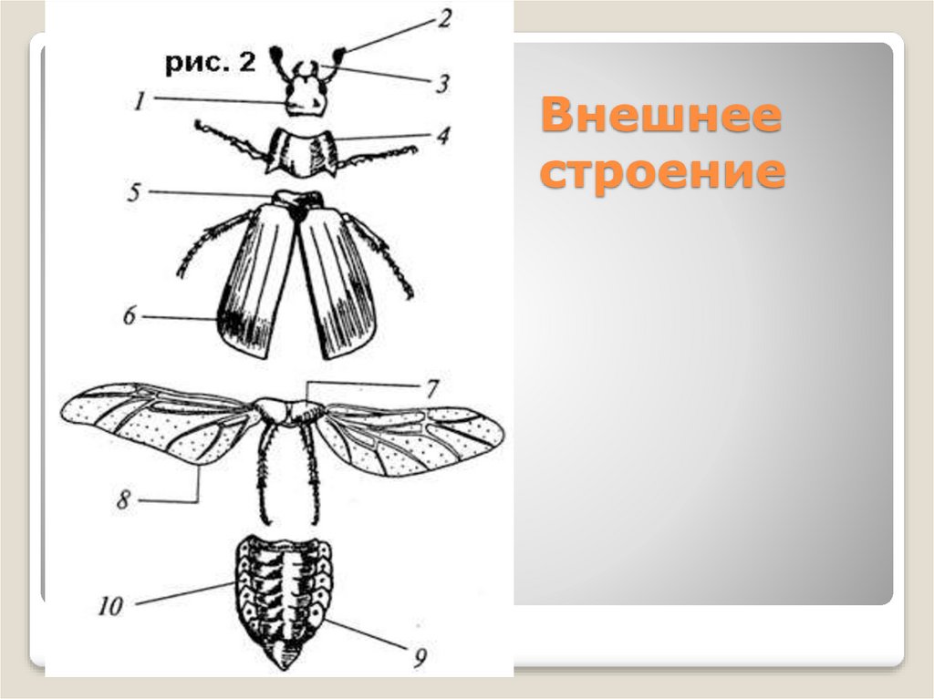 Класс насекомые внешнее строение