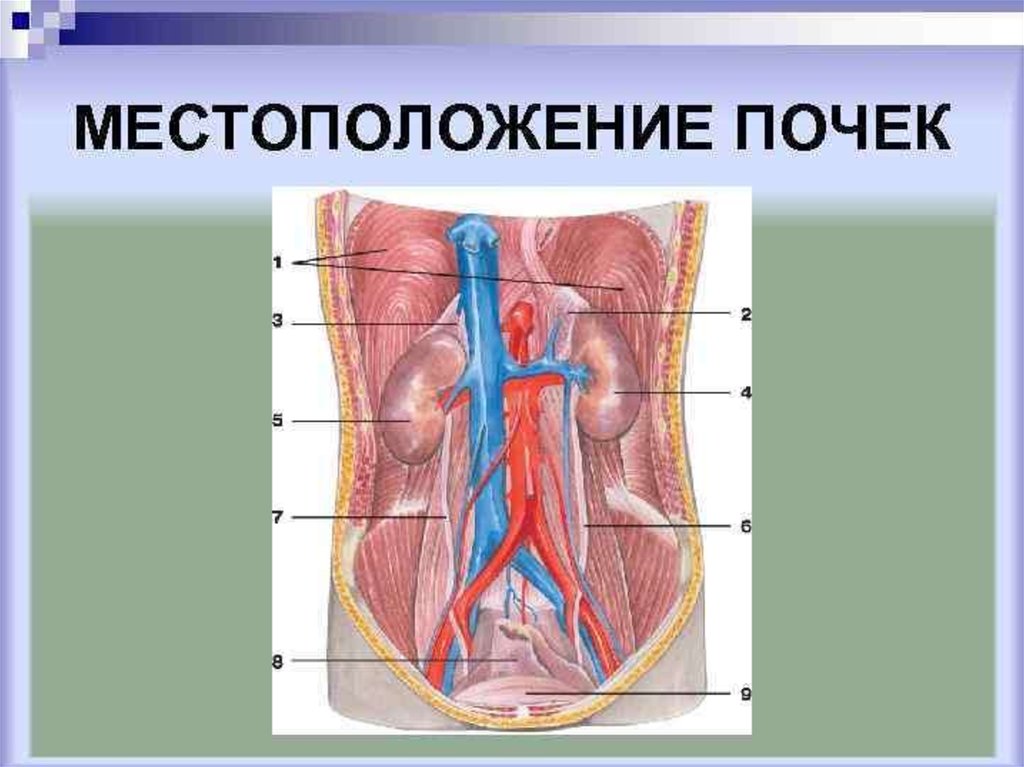 Местоположение почек в организме. Расположение почек. Место расположения почек. Анатомия человека почки расположение. Схема расположения почек у человека.