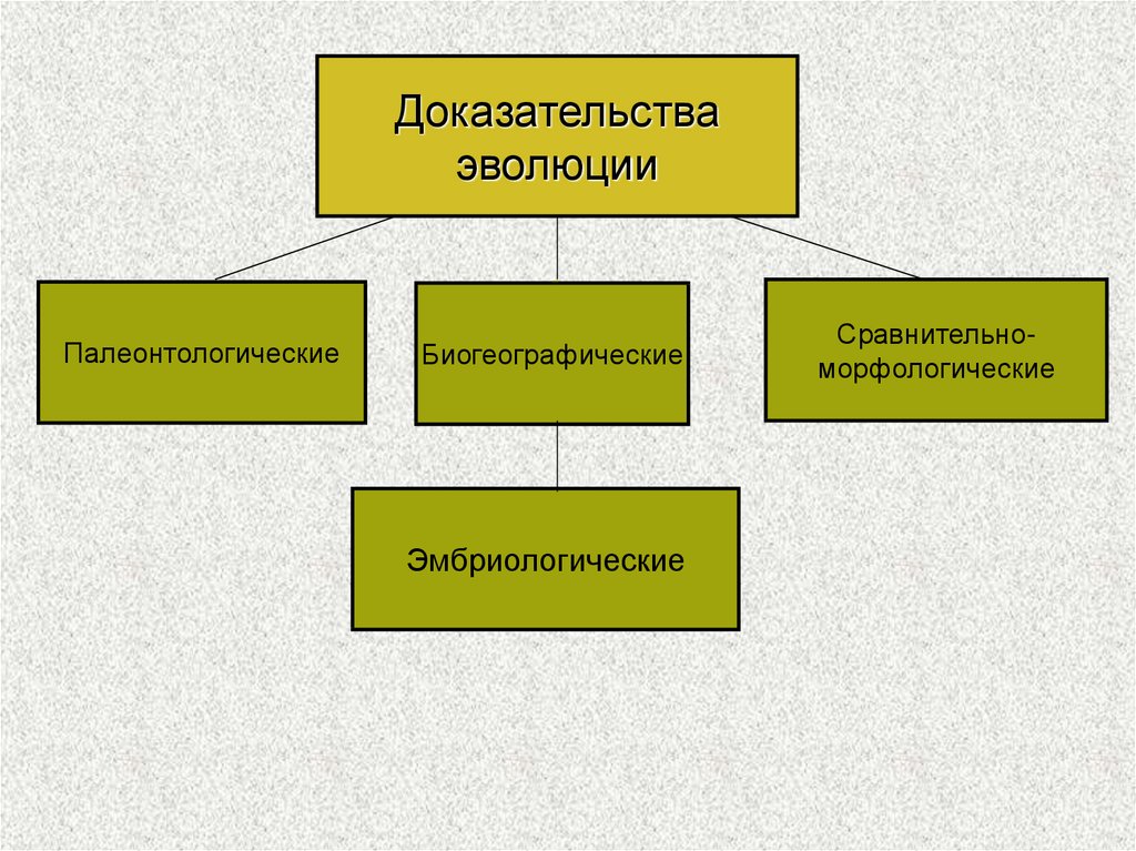 Какие факты доказывают. Морфологические доказательства эволюции таблица. Виды доказательств эволюции. Доказательства эволюции примеры. Схема доказательства эволюции.