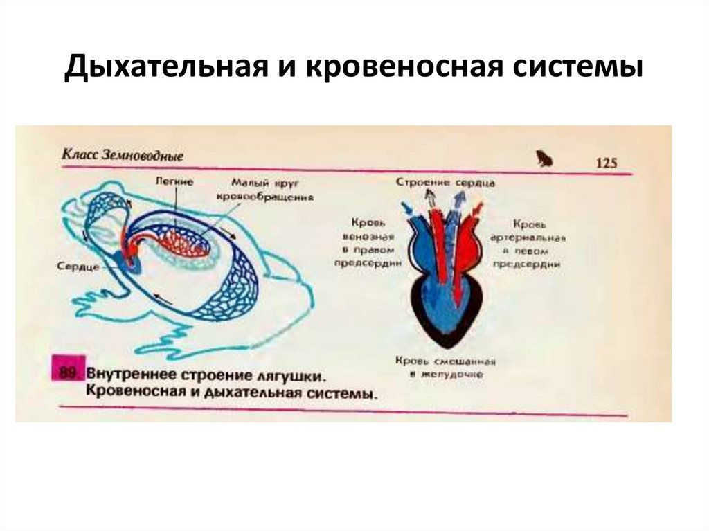 Сколько кровообращения у лягушек. Схема кровеносной системы и сердца лягушки. Большой круг кровообращения у земноводных. Строение сердца дыхательная система. Сердце в кровеносной системе лягушек.
