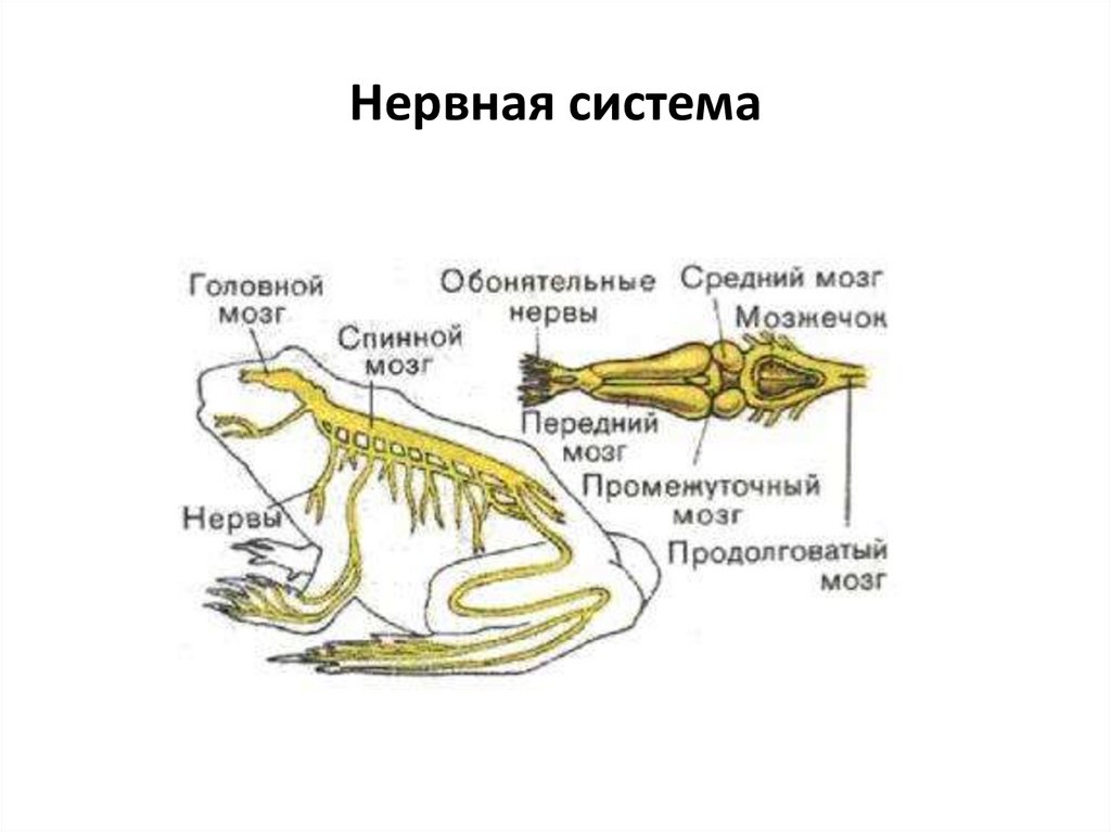 Мозг земноводных схема