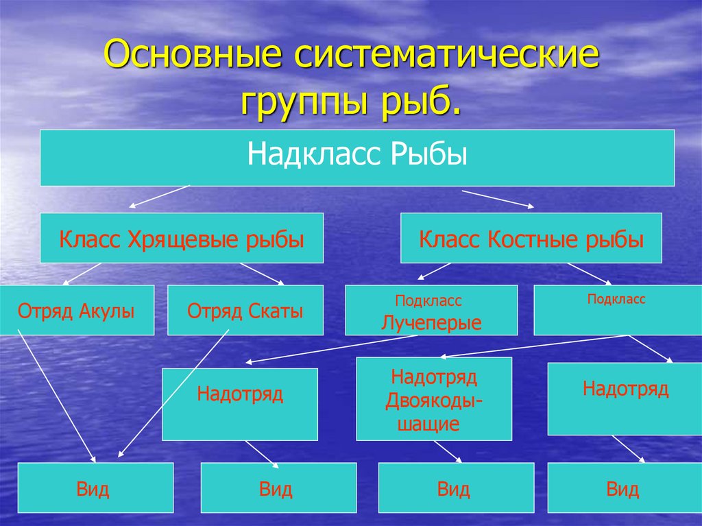 Русский 8 класс рыб. Систематика костных рыб таблица. Класс хрящевые рыбы систематика. Надкласс рыбы систематика. Основные систематические группы рыб.