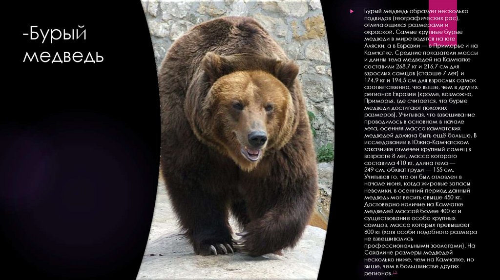 План сочинения камчатский бурый медведь 5 класс. Бурый медведь Размеры. Подвиды бурого медведя. Бурый медведь вес. Размеры медведей.