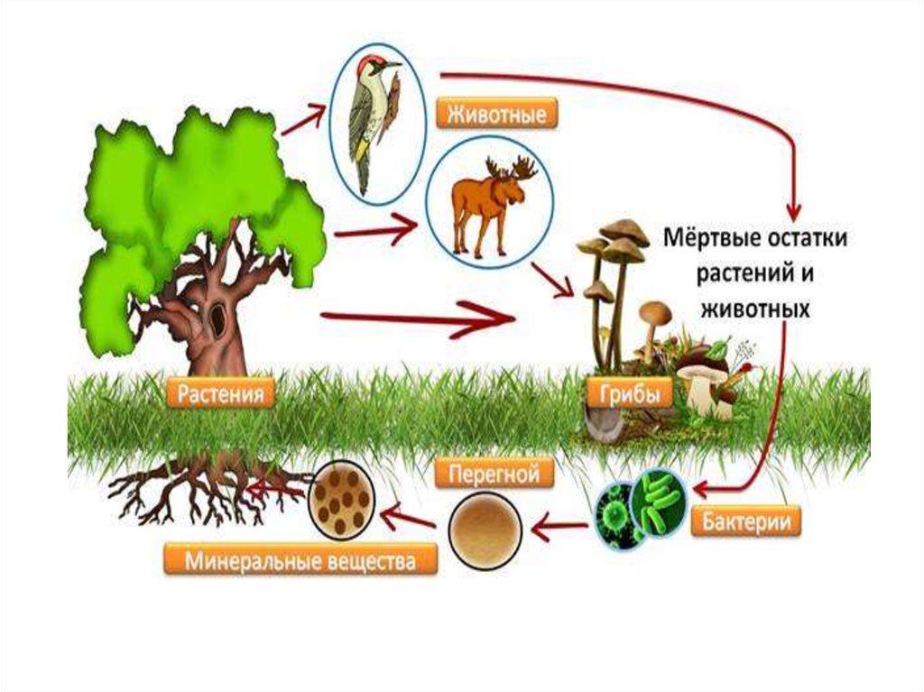 Бактерии грибы в круговороте веществ выполняют роль. Круговорот веществ в природе. Функции живых организмов в биосфере схема. Биологический круговорот в лесу. Круговорот веществ в биосфере.
