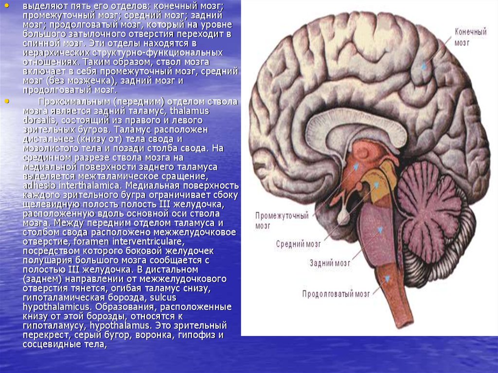 Задний отдел мозга включает. Гипоталамическая борозда головного мозга. Отделы головного мозга таламус и гипоталамус. Промежуточный мозг таламус задний мозг. Отделы мозга гипоталамус гипофиз.