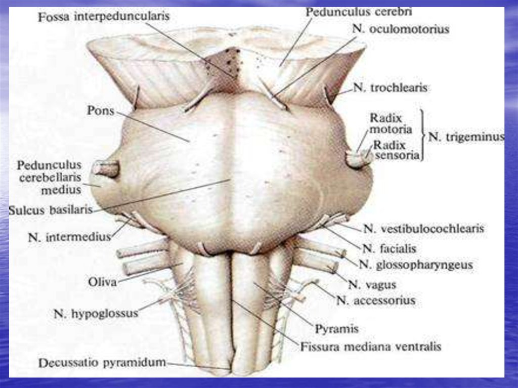 Поверхности заднего мозга. Наружное строение продолговатого мозга анатомия. Продолговатый мозг анатомия строение латынь. Внешнее строение продолговатого мозга анатомия. Задняя срединная борозда продолговатого мозга.