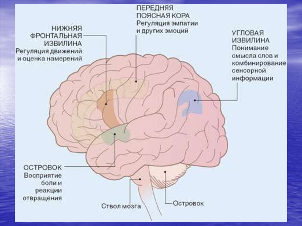 Передний мозг центр регуляции. Угловая извилина головного мозга. Передняя поясная извилина коры головного мозга. Поясная извилина коры больших полушарий.
