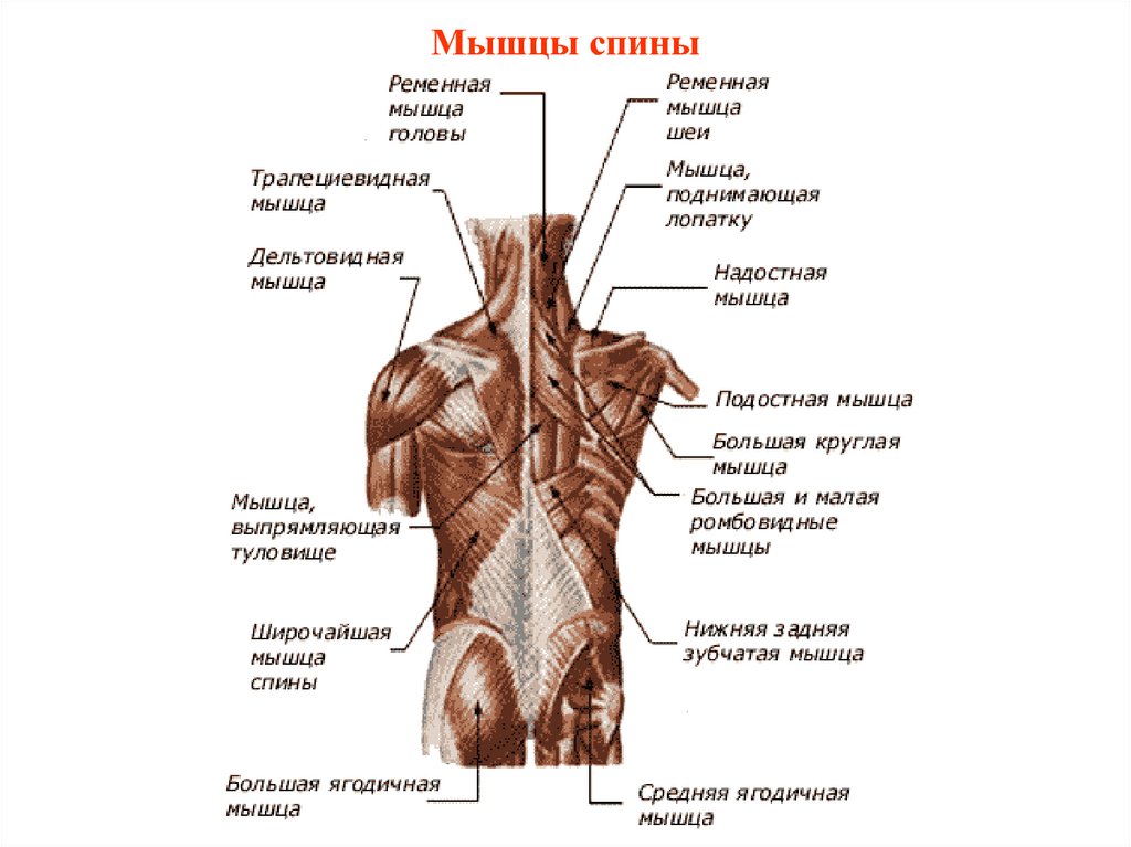 Мышцы спины анатомия человека рисунок с подписями анатомия и физиология