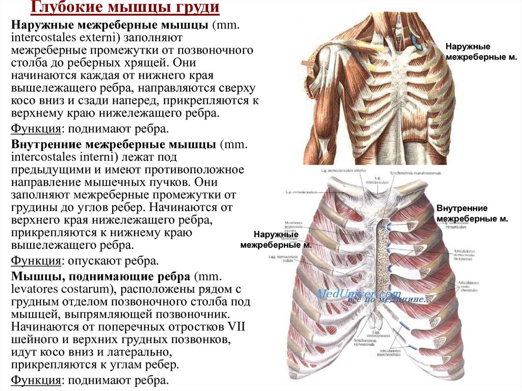 Собственные мышцы. Мышцы груди сбоку. Мышцы на ребрах сбоку. Наружные межреберные мышцы начало прикрепление функции. Глубокие мышцы грудины функции.