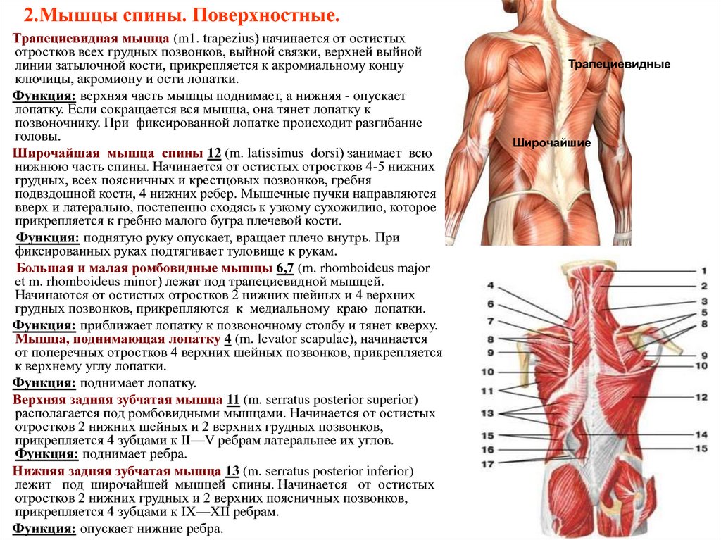Ломит мышцы тела. Мышцы спины строение и функции анатомия. Мышцы спины анатомия прикрепление функции.