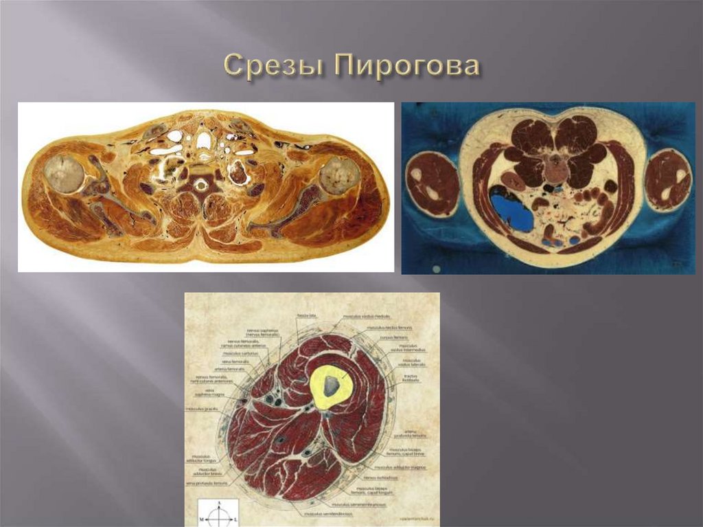 Пирогов методы для изучения топографии органов