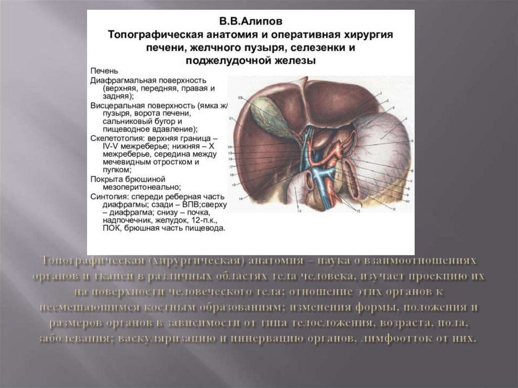 Хирургическая анатомия. Хирургическая анатомия печени. Анатомическая и хирургическая анатомия печени. Топографическая и хирургическая анатомия это.