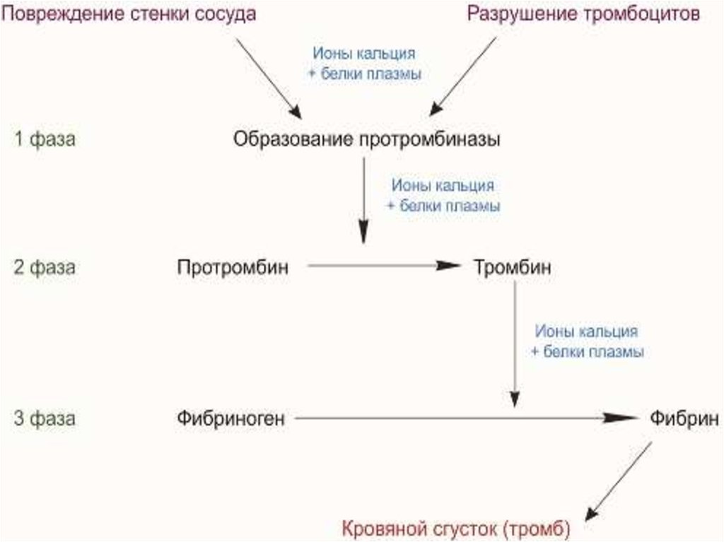 Схема свертывания крови