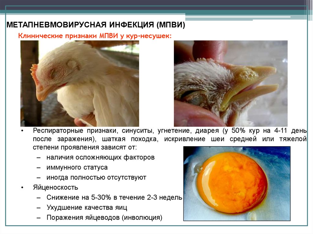 Реферат: Инфекционные болезни птиц вирусной этиологии
