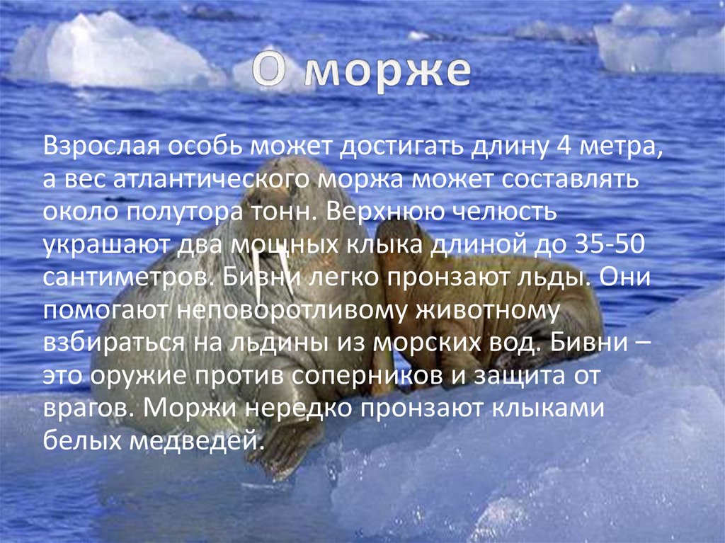 Презентация атлантический морж