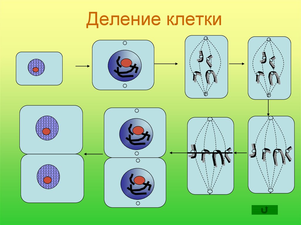 Процесс строения и деления клетки презентация