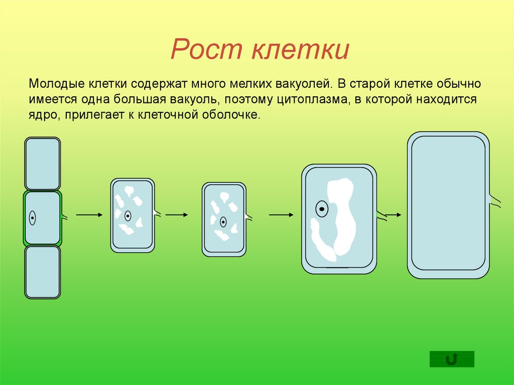 Схема роста клетки