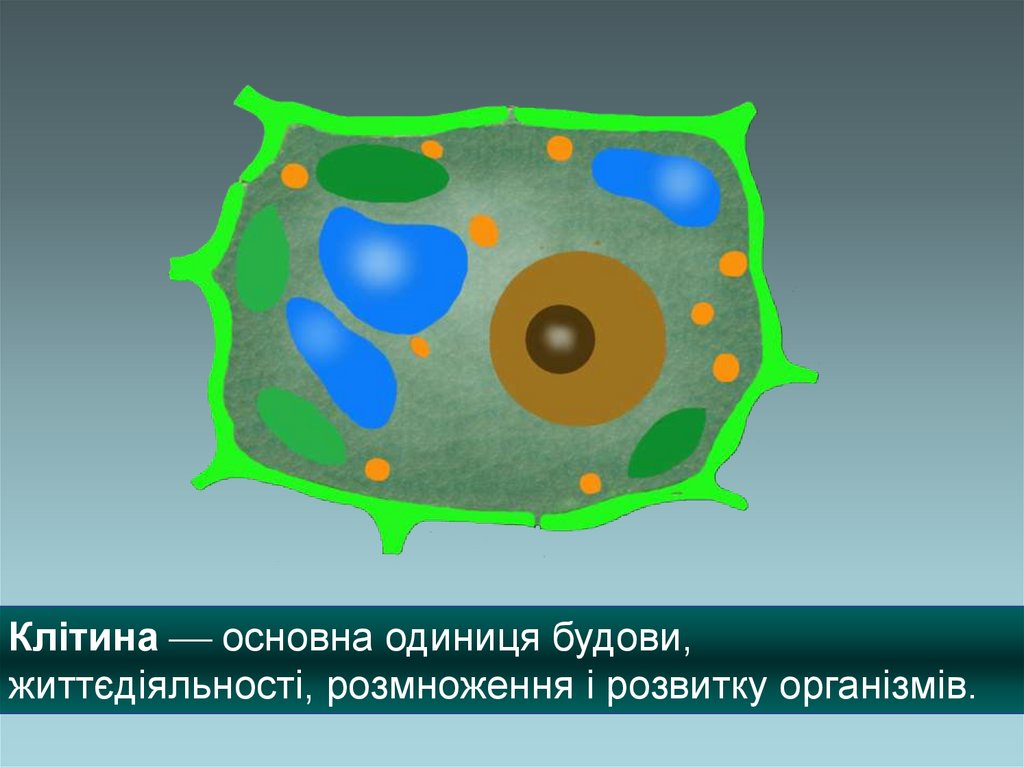 Загальний план будови клітини